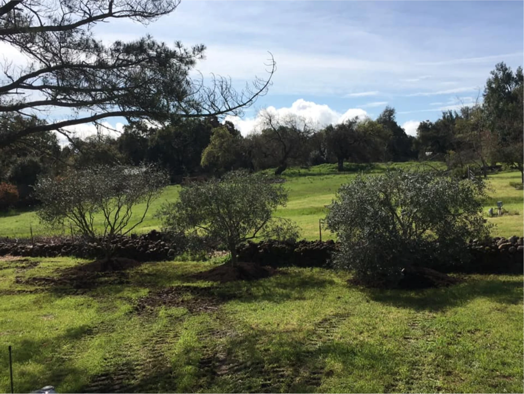 Olive Trees in field