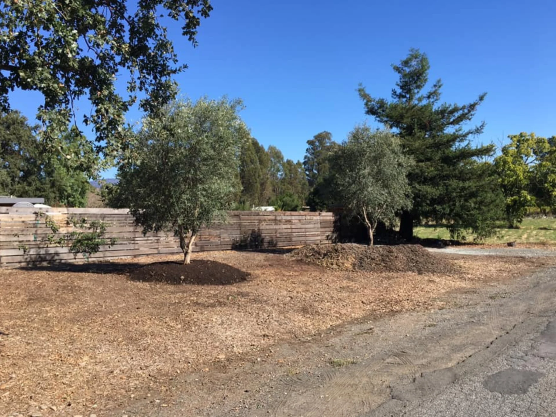 Field Installation - Olive Trees