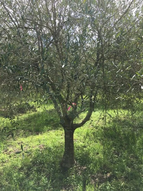Fieldgrown olive trees