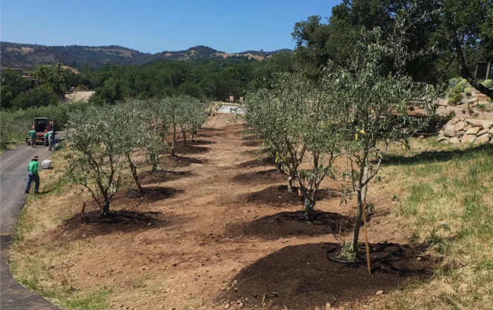 Fruiting Olive Trees