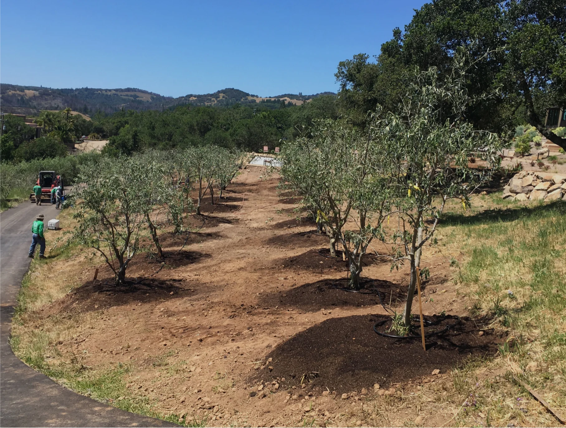 Fruiting Olive Trees