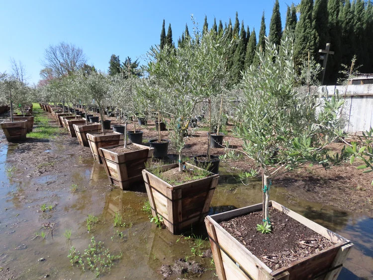 Arbequina Olive Trees 24 inch box
