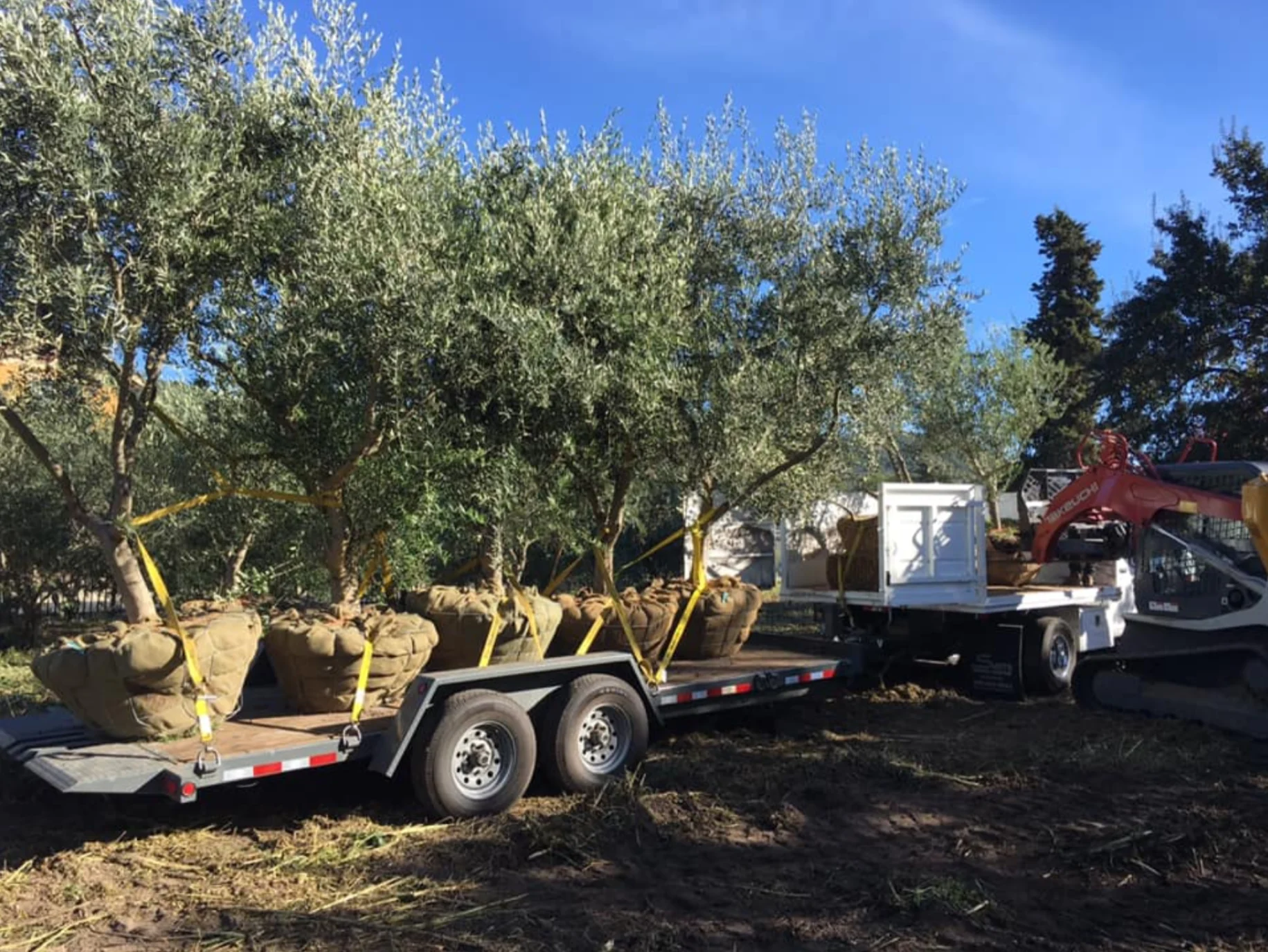 Olive Tree Delivery