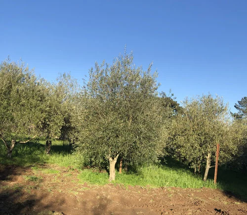 fieldgrown_olive_trees_olivesunlimited Field Grown Olive Trees