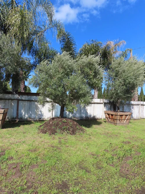 Field Grown Olive Tree