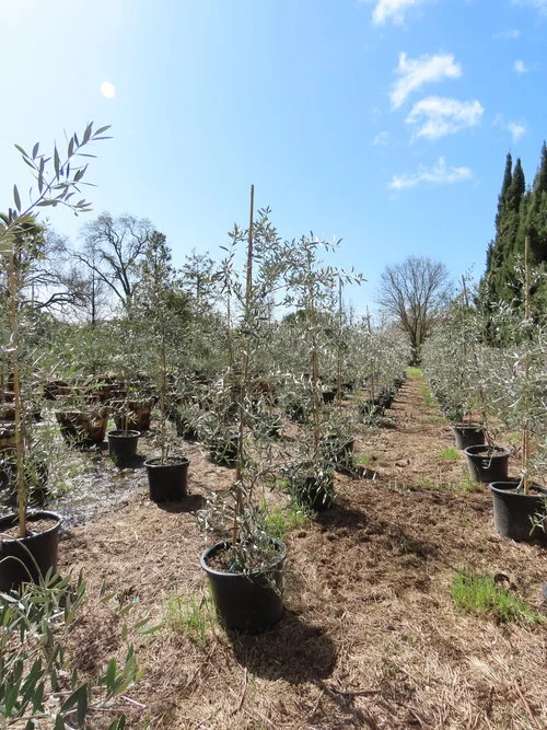 Fruiting Olive Trees