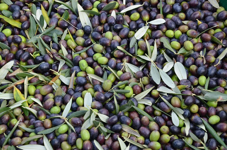Harvested Olives