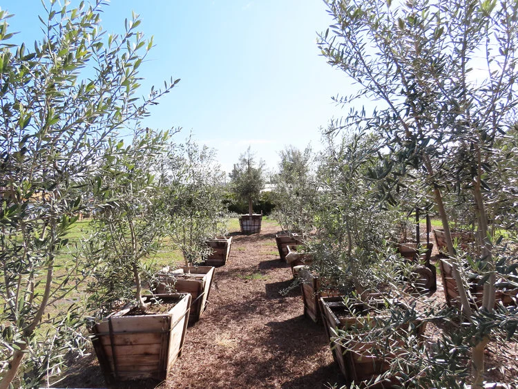Swan Hill Olives® fruitless olive trees in 24 inch boxes