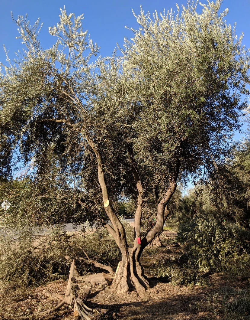 Multi-trunked Ancient Olive Tree