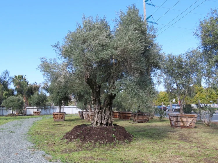Ancient Olive Tree