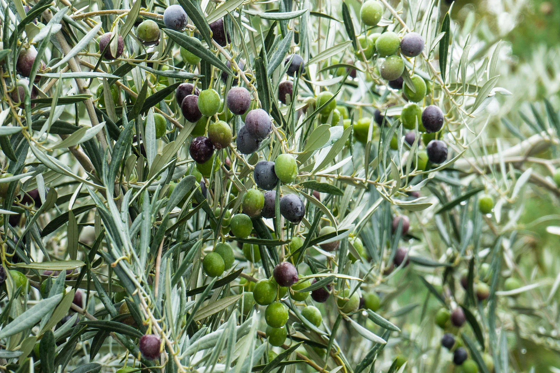 Arbequina closeup with olives Olives on Olive Tree Branches