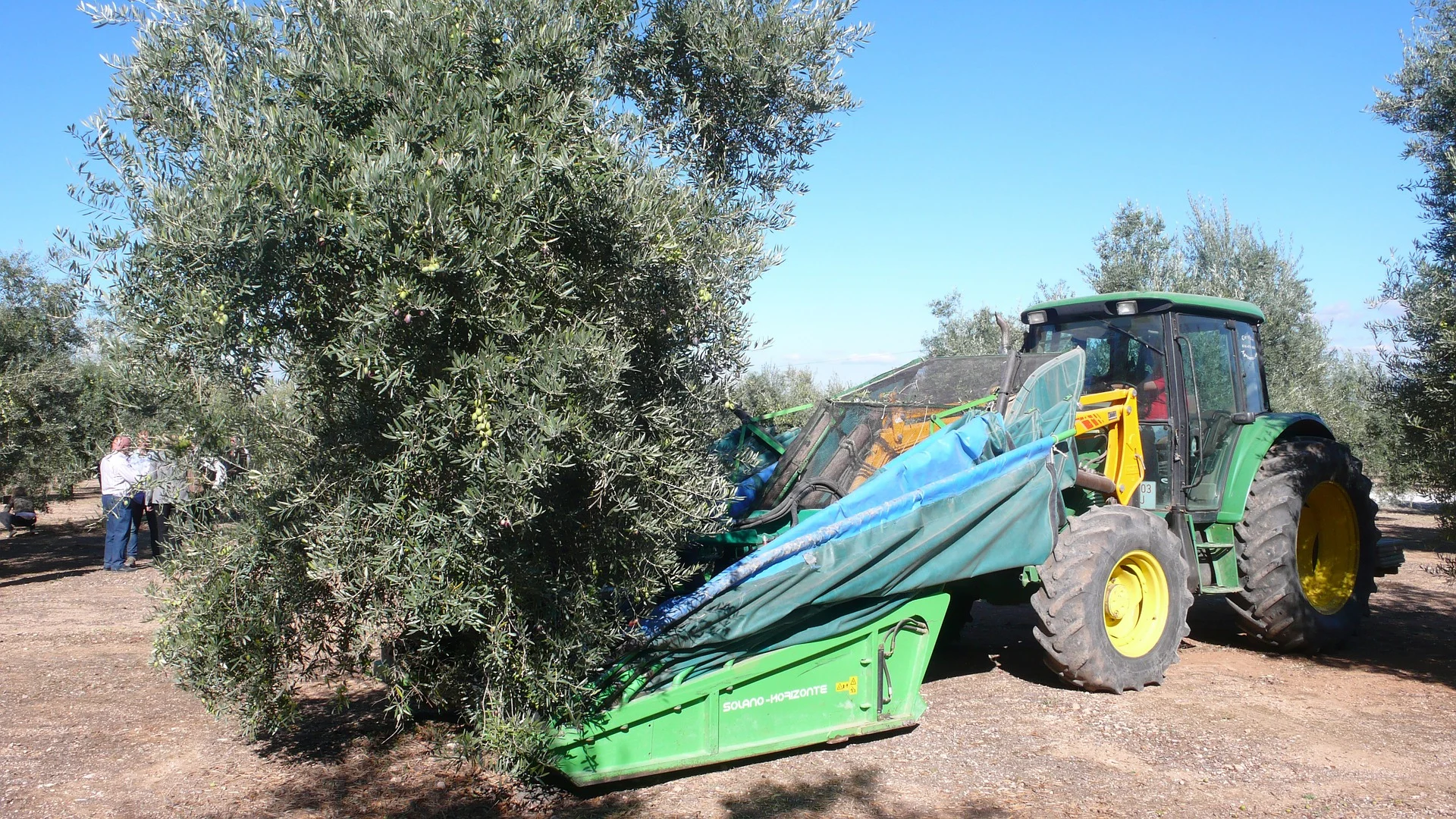olive-332665_1920