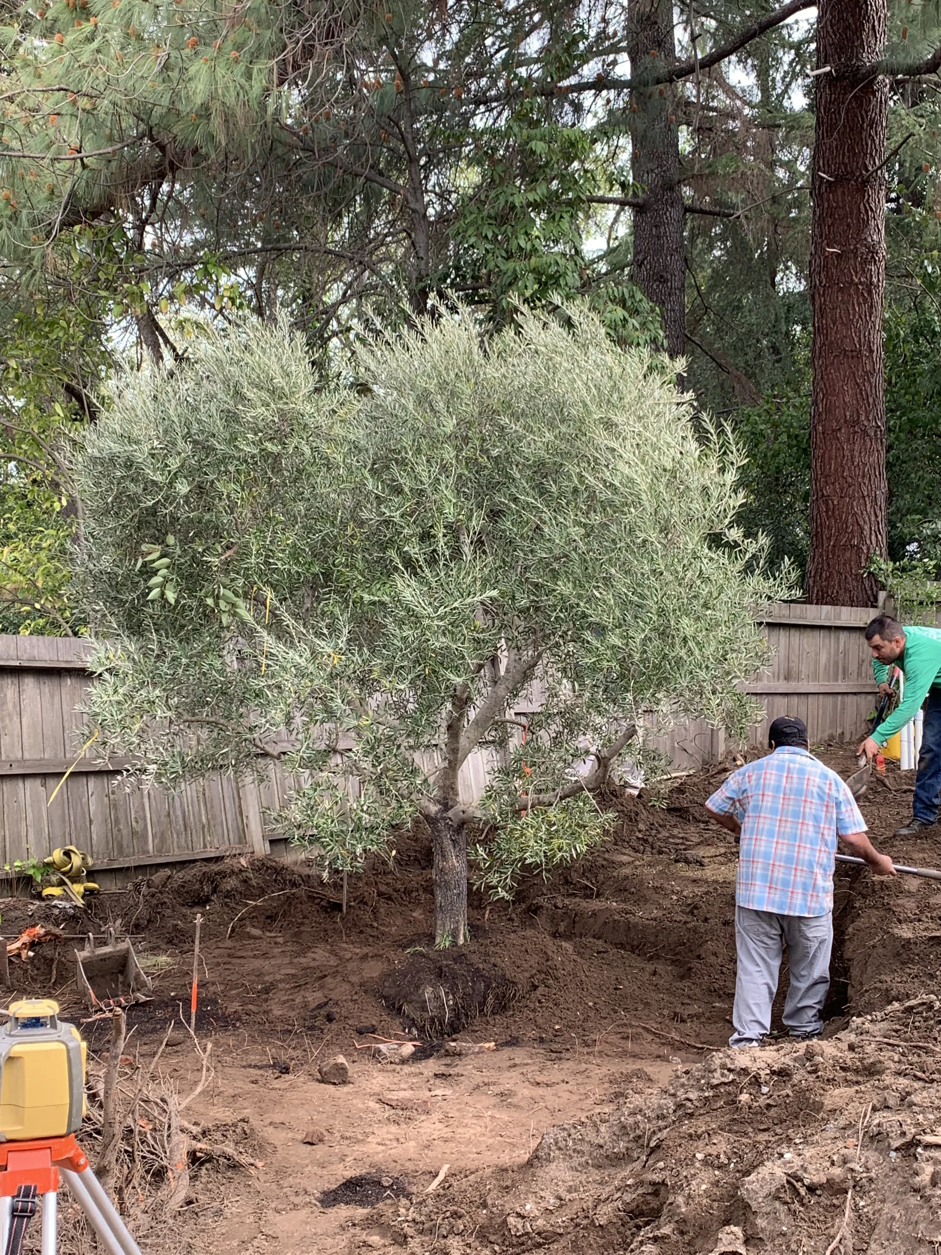 Olive Tree in planting hole