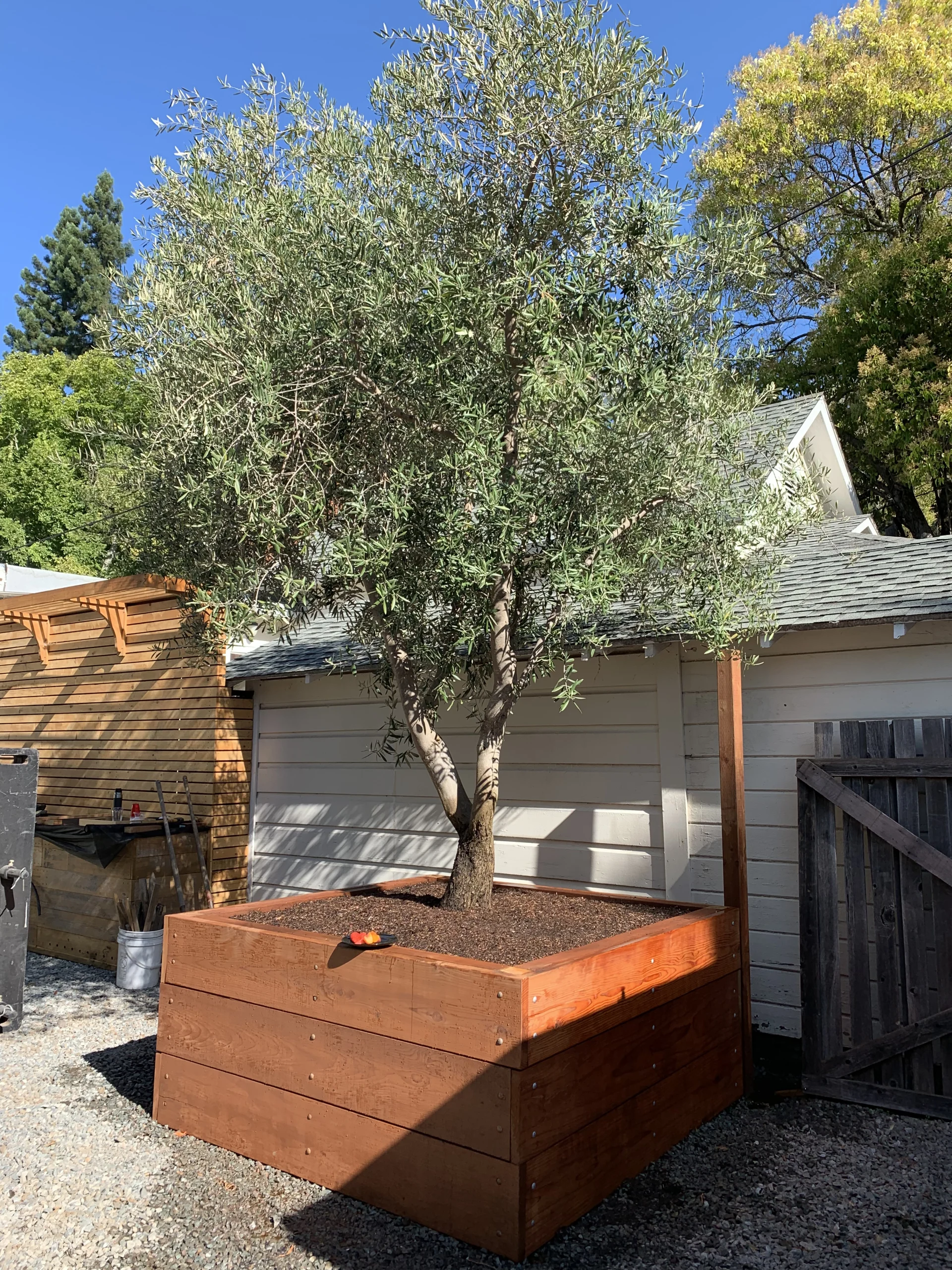 Olive tree planted in raised box