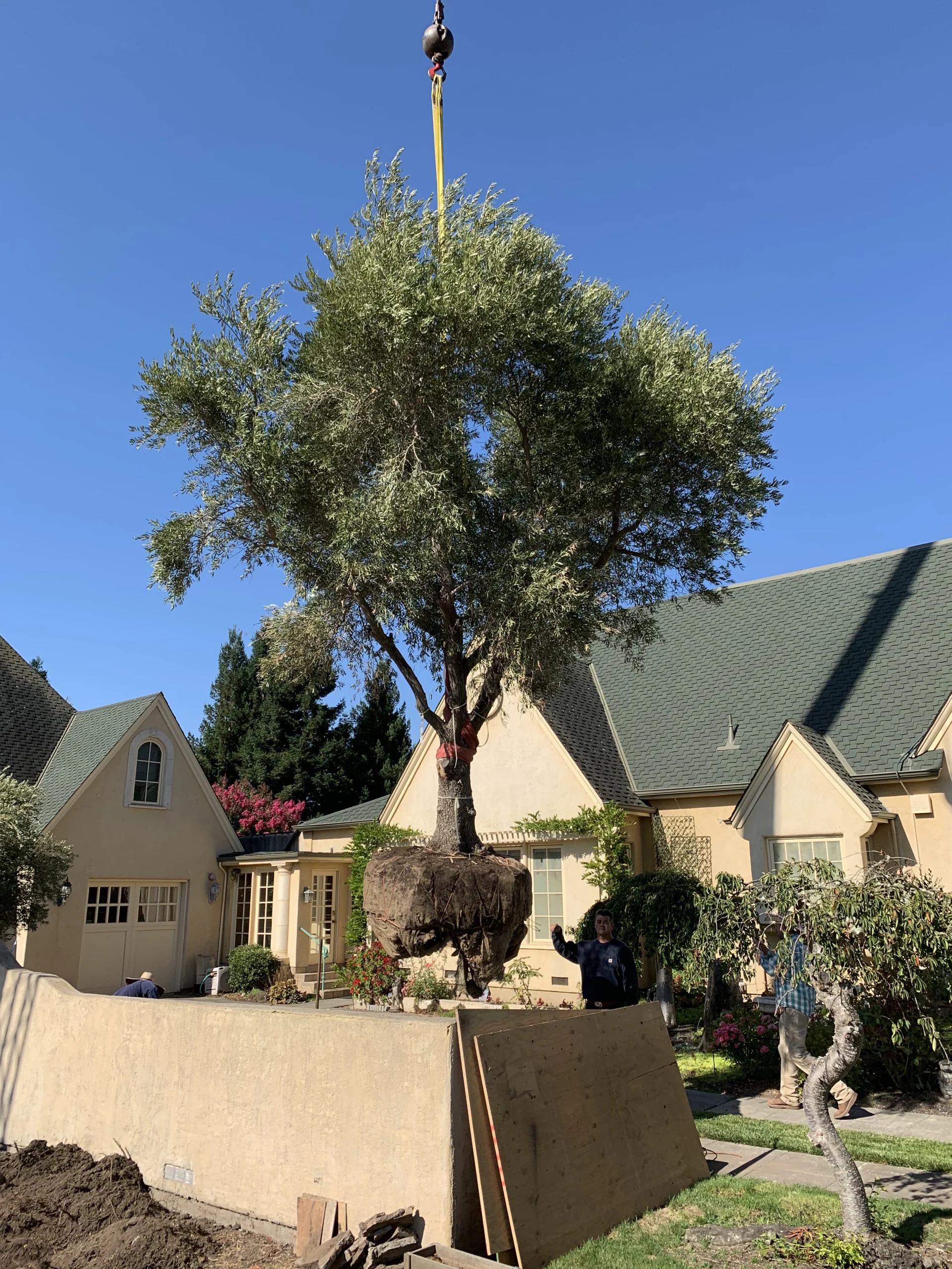 Crane positioning of olive tree planting