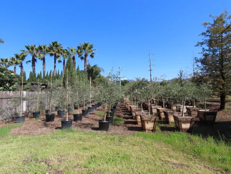 Olive tree nursery