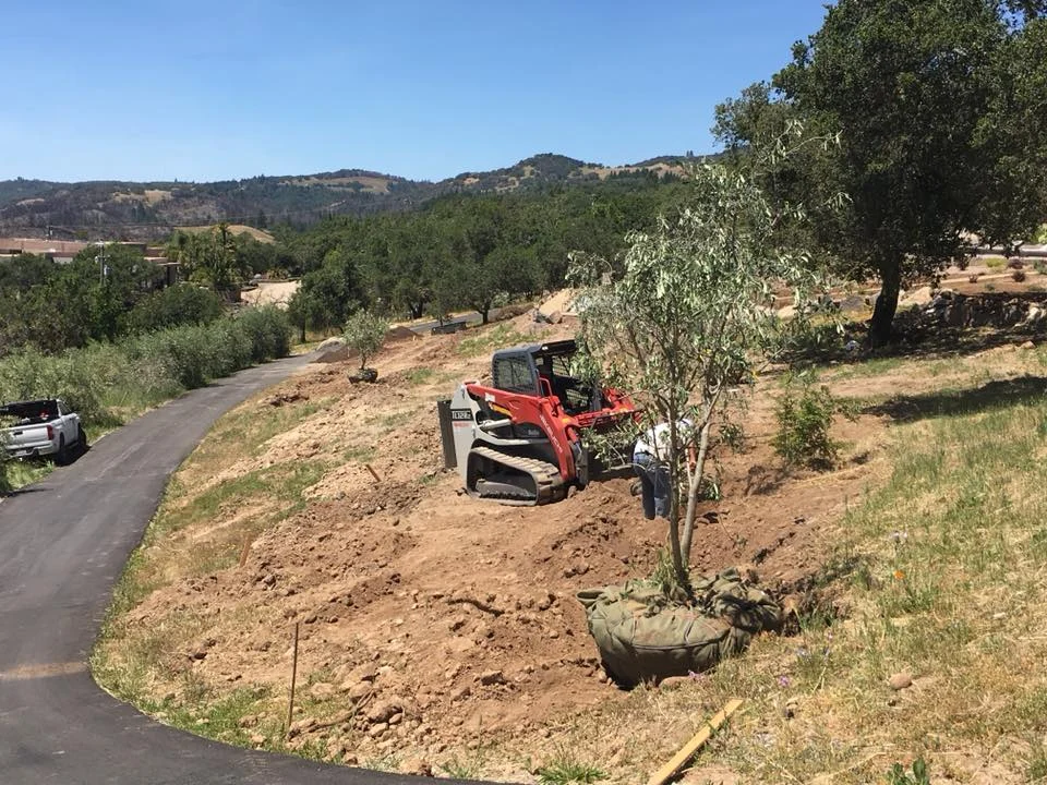 Planting olive trees