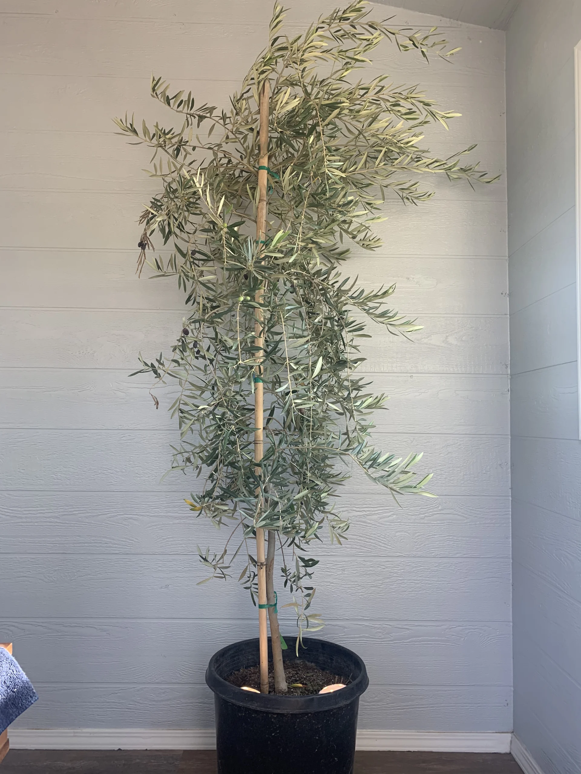 15g Maurino Olive Tree