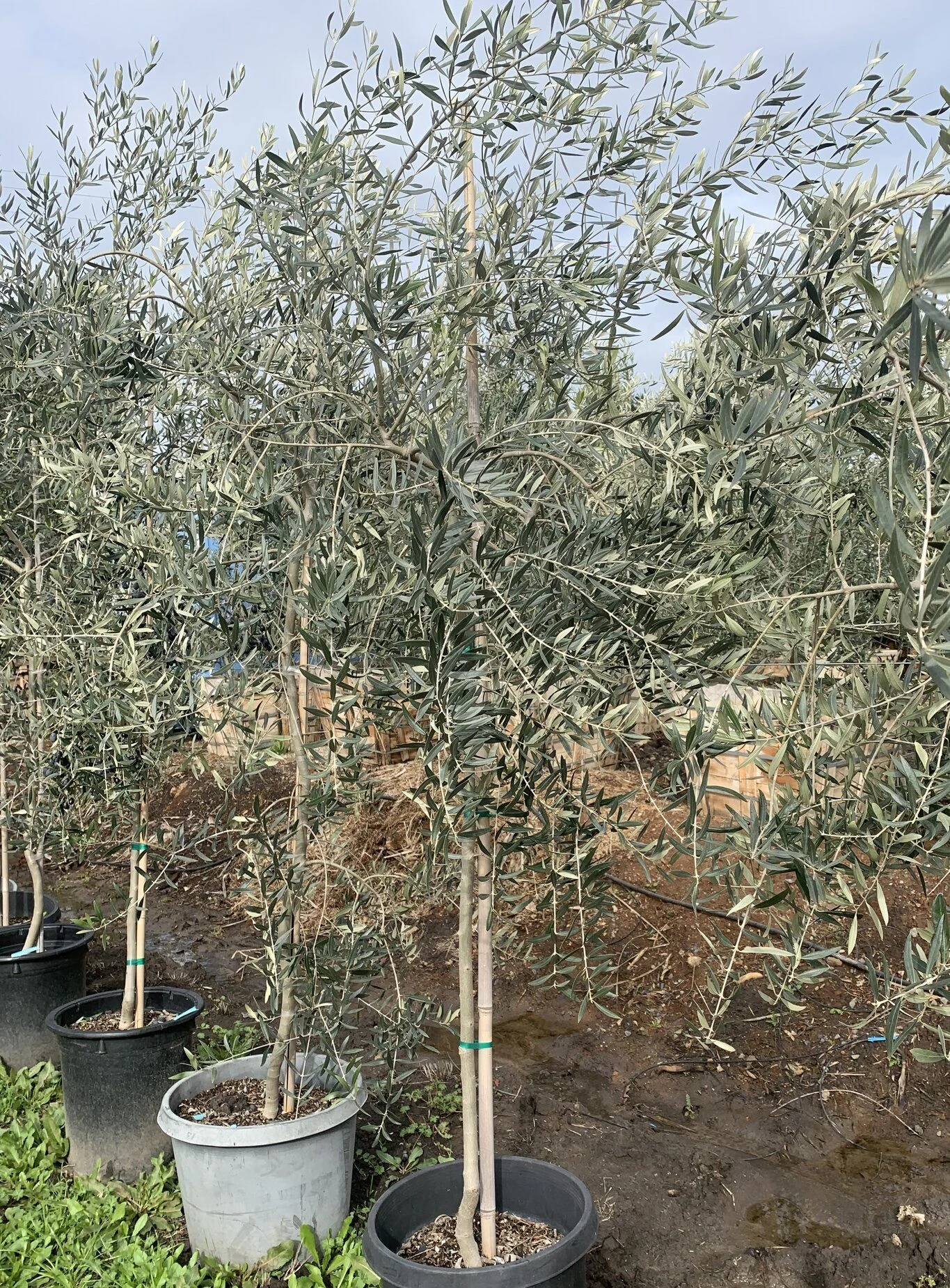 Pendolino 15 gallon