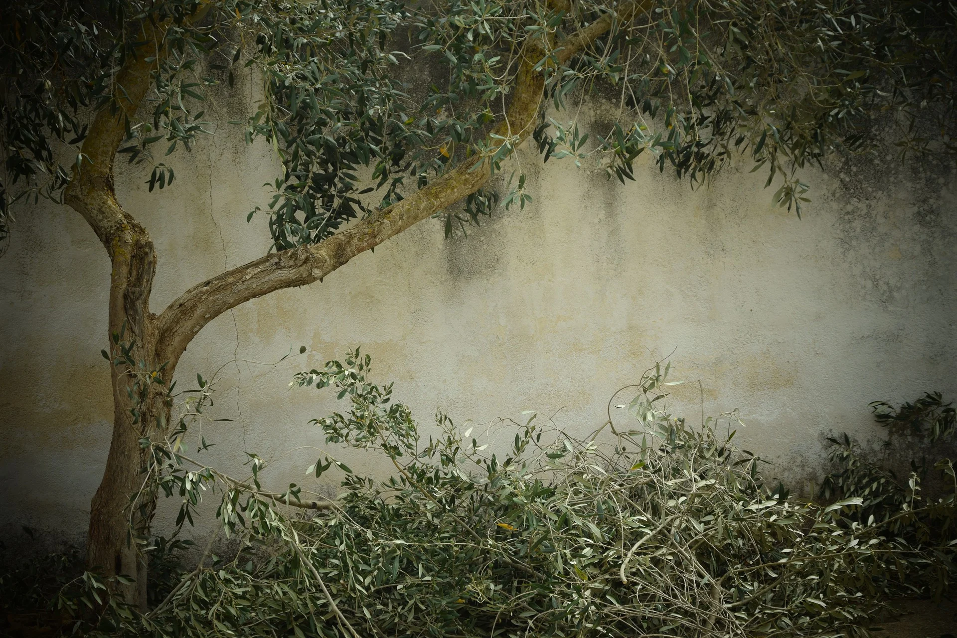 Olive tree pruned with pile of branches cut off on ground