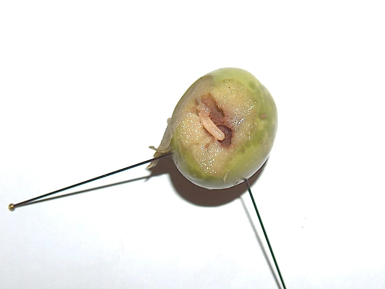Larvae in Olive