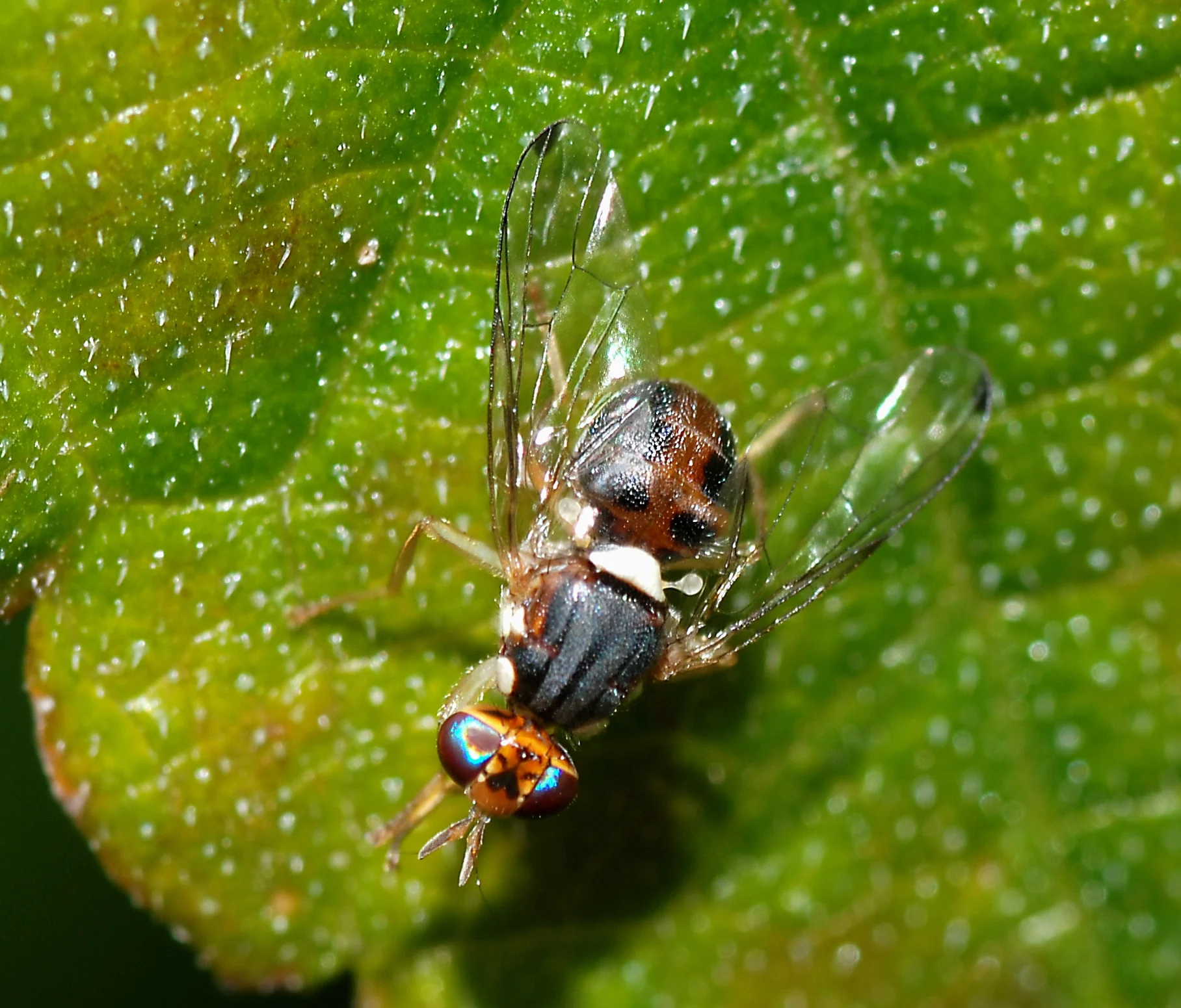 Olive Fruit Fly