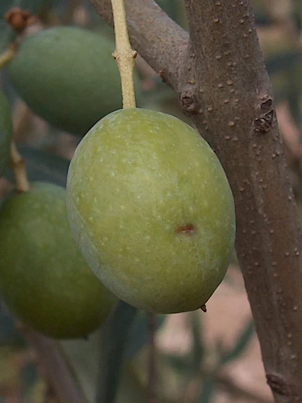 Puncture on olive