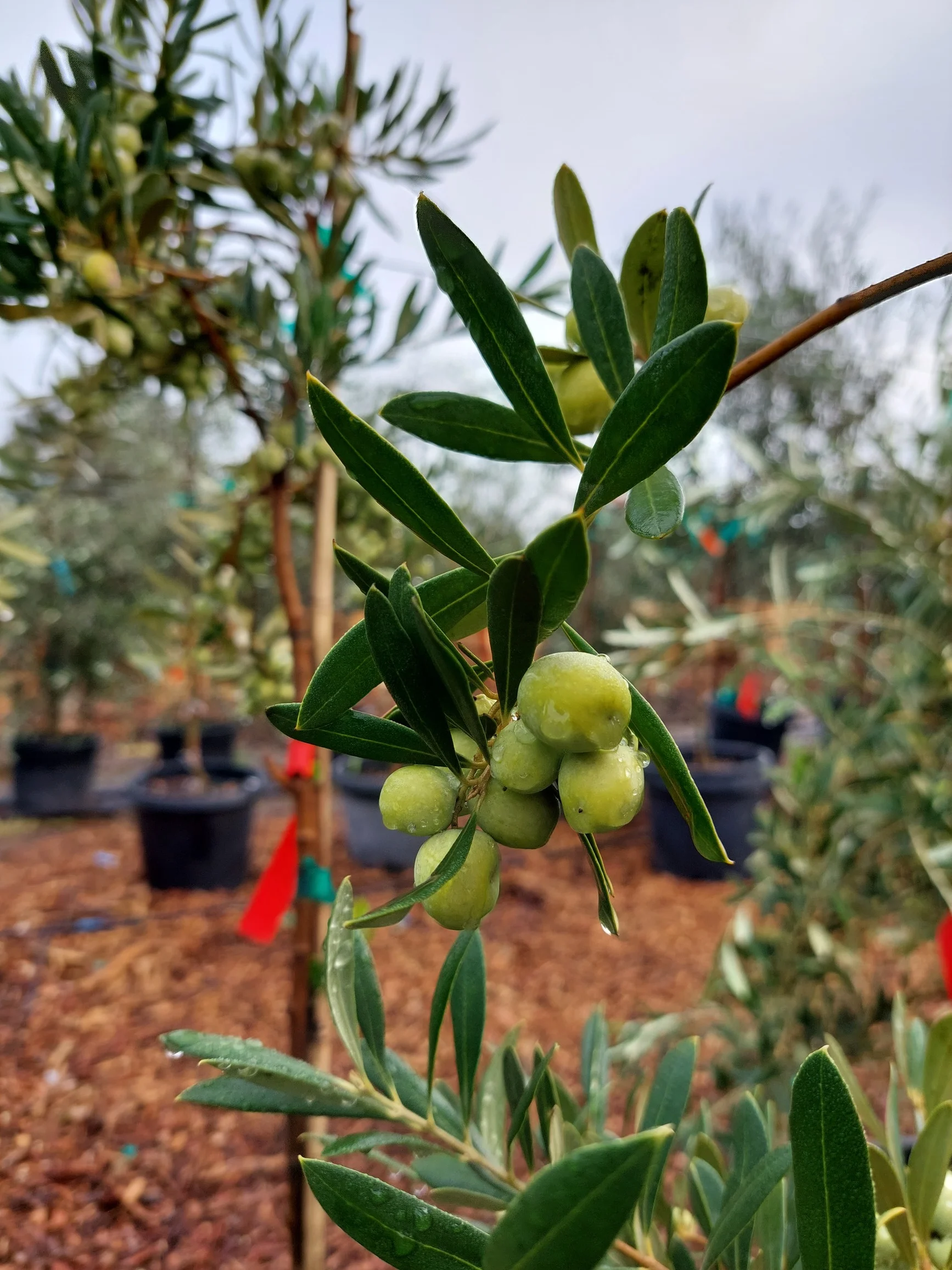 Arbosana Arbosana