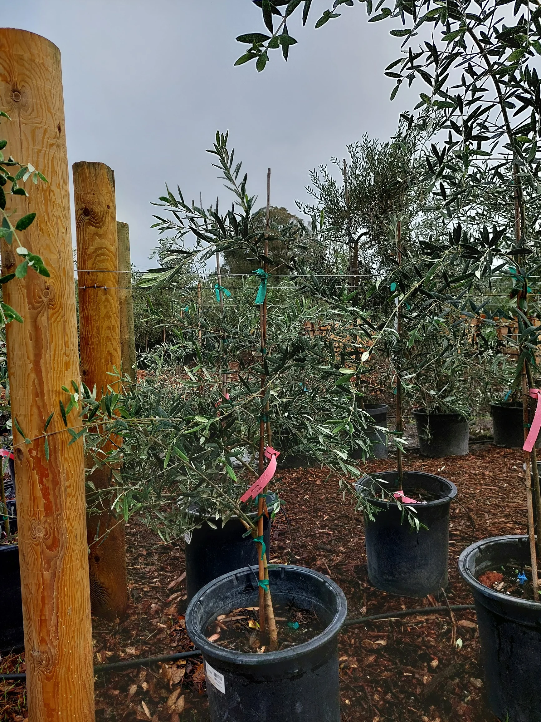 Itrana Olive Tree