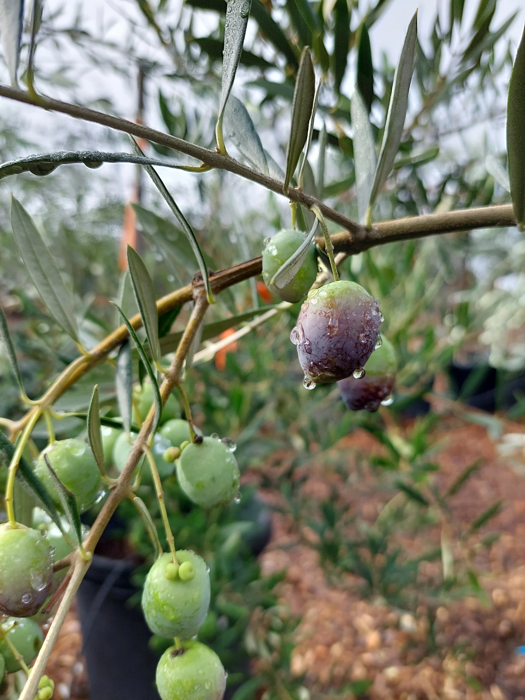Picaul Olives Picual closeup