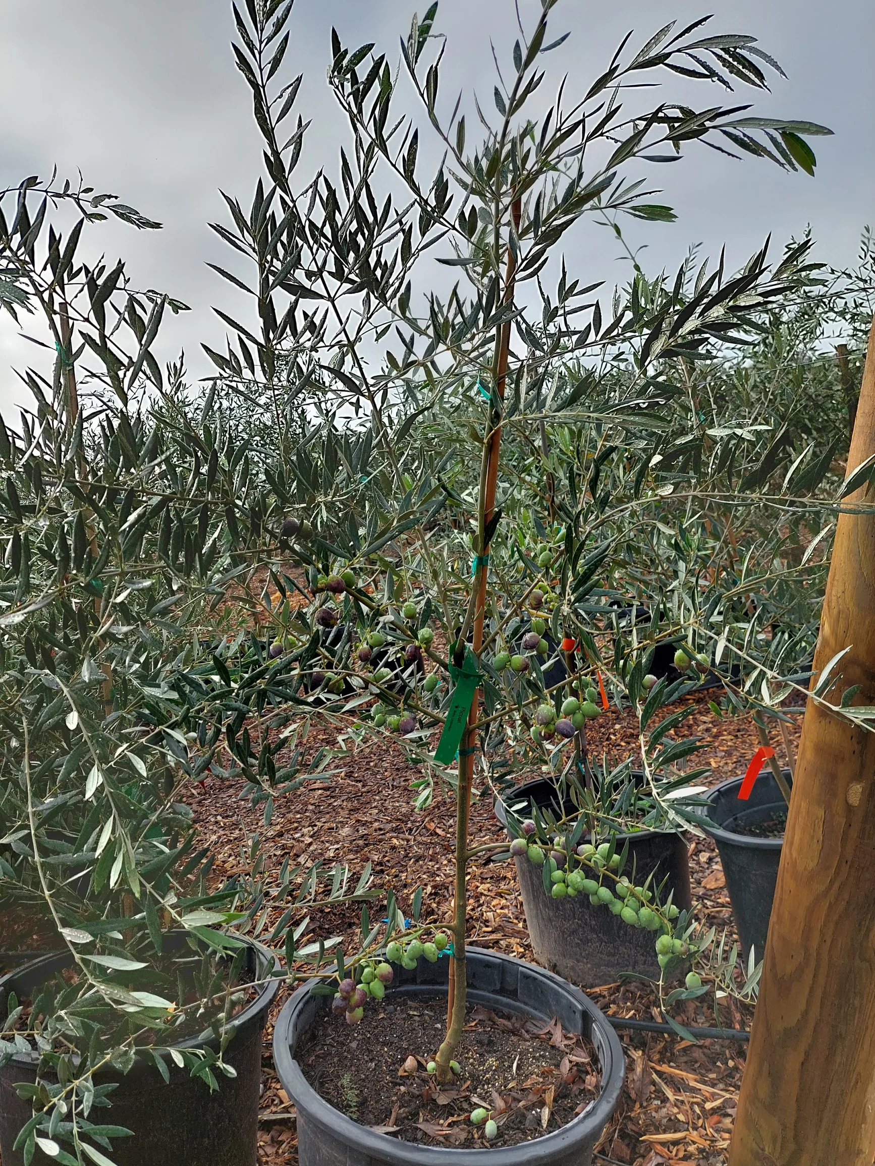 Picaul Picaul olive tree
