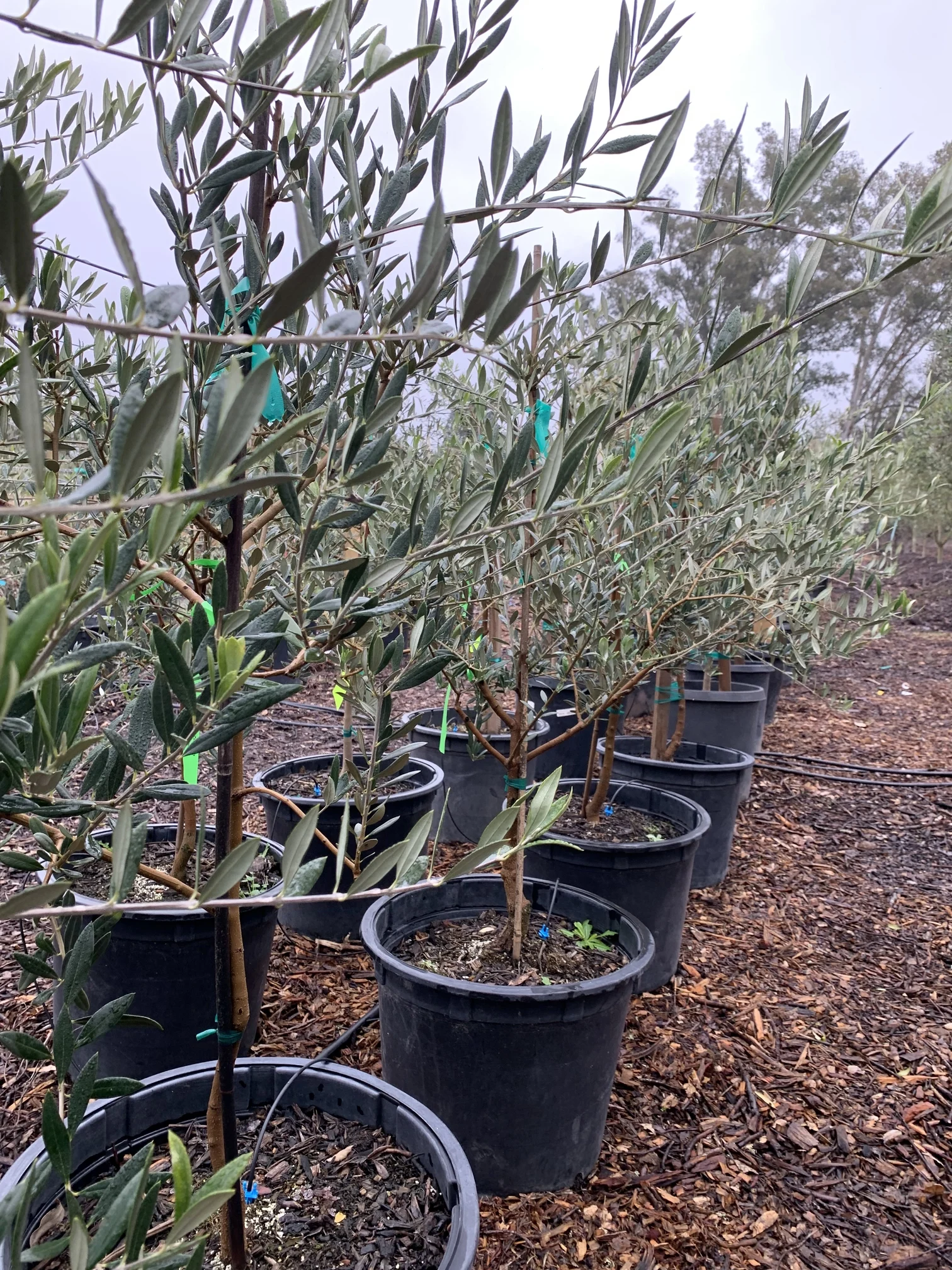 Manzanillo Manzanillo Olive Trees in 15 gal. 1-22