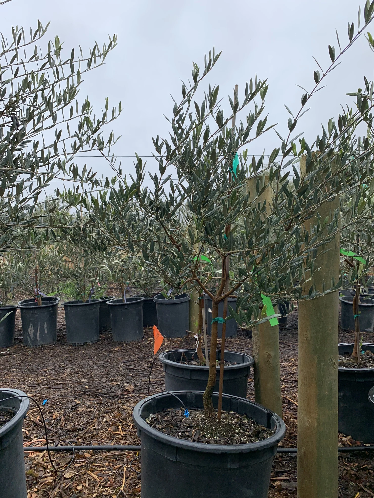 Manzanillo Manzanillo Olive Trees in 15 gal. 1-22