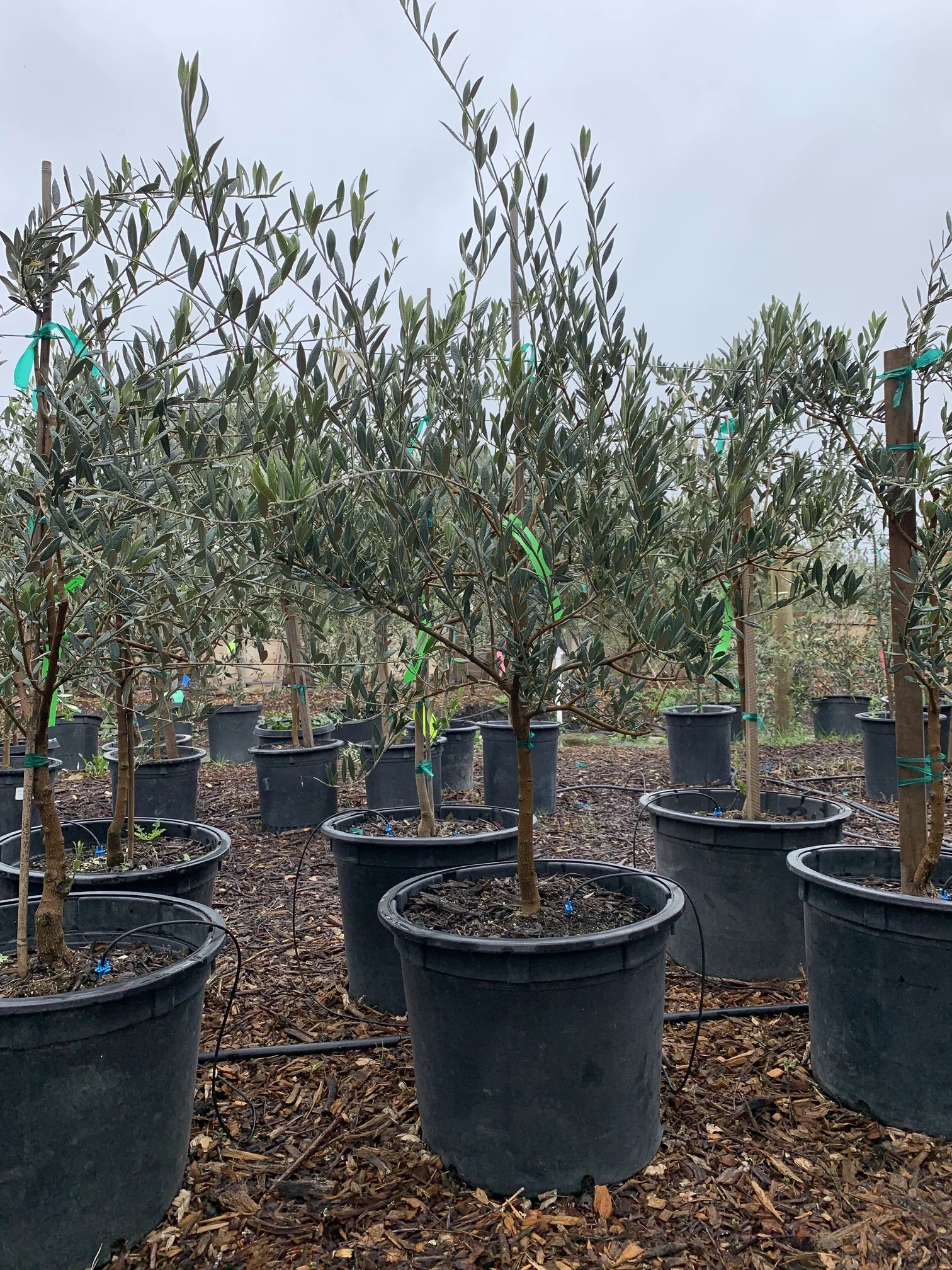 Manzanillo Manzanillo Olive Trees in 15 gal. 1-22