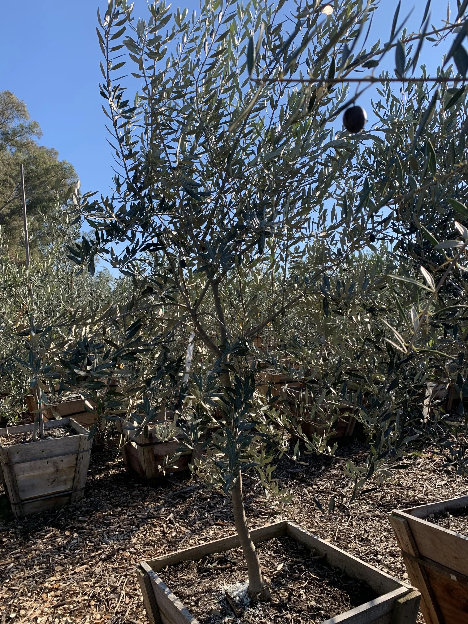 mission olive tree