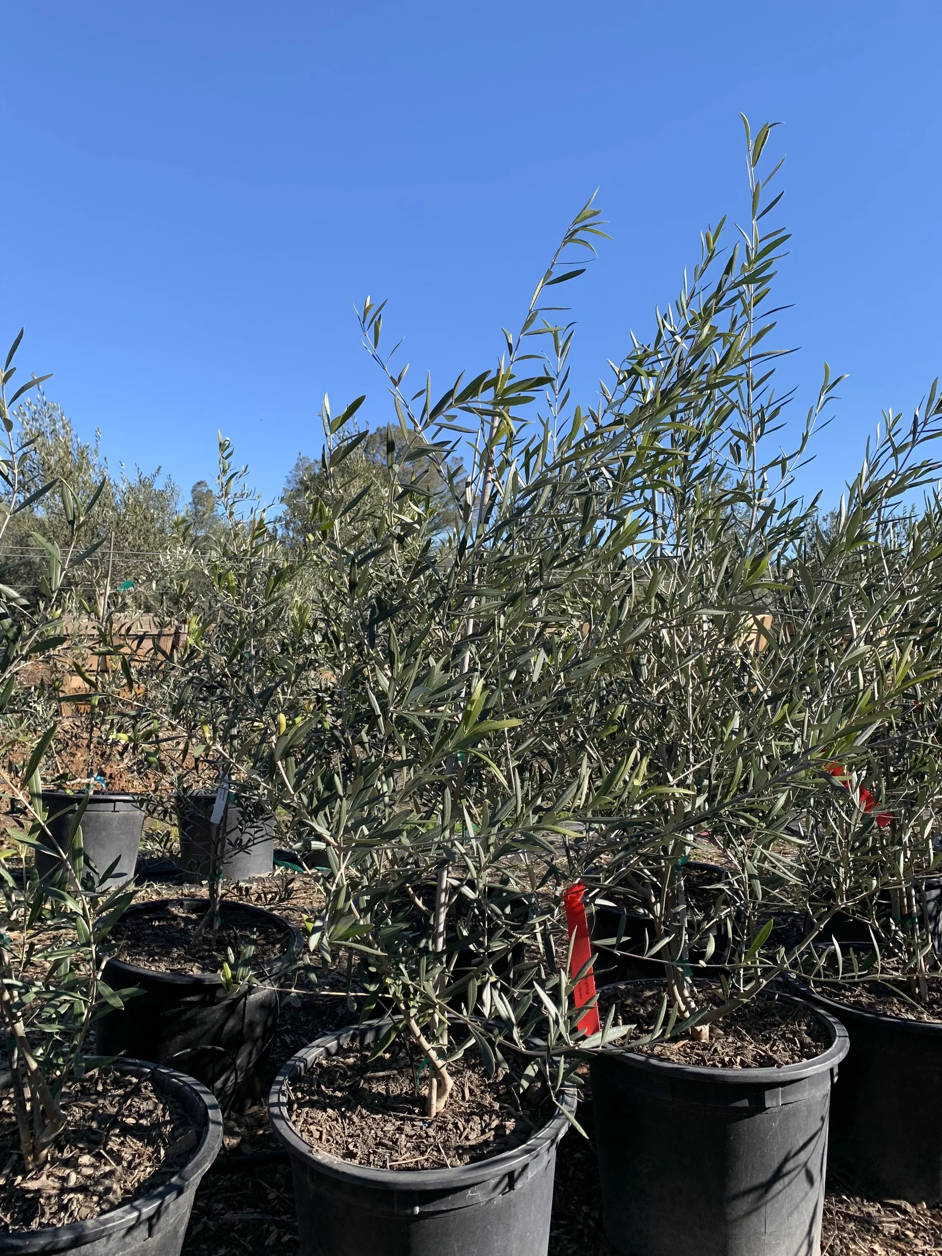 Coratina Olive Tree Coratina Olive Tree