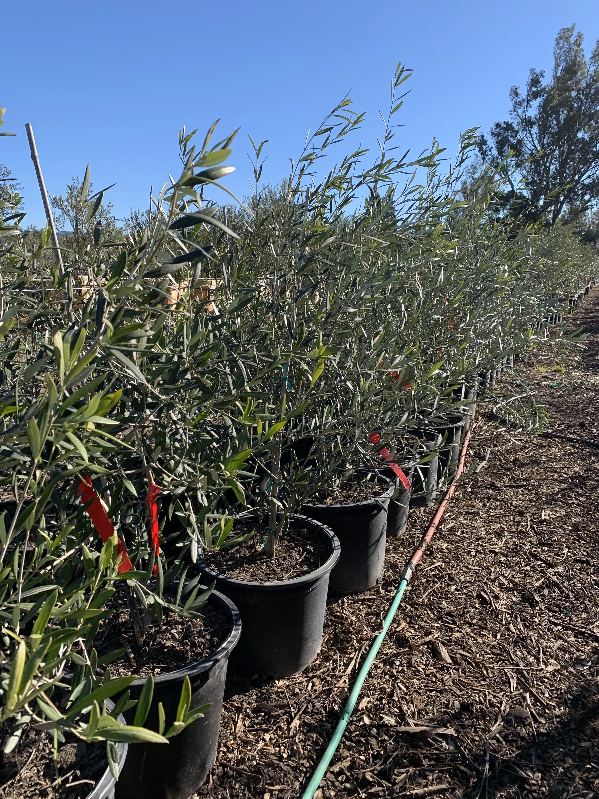 Coratina Olive Tree Coratina Olive Tree