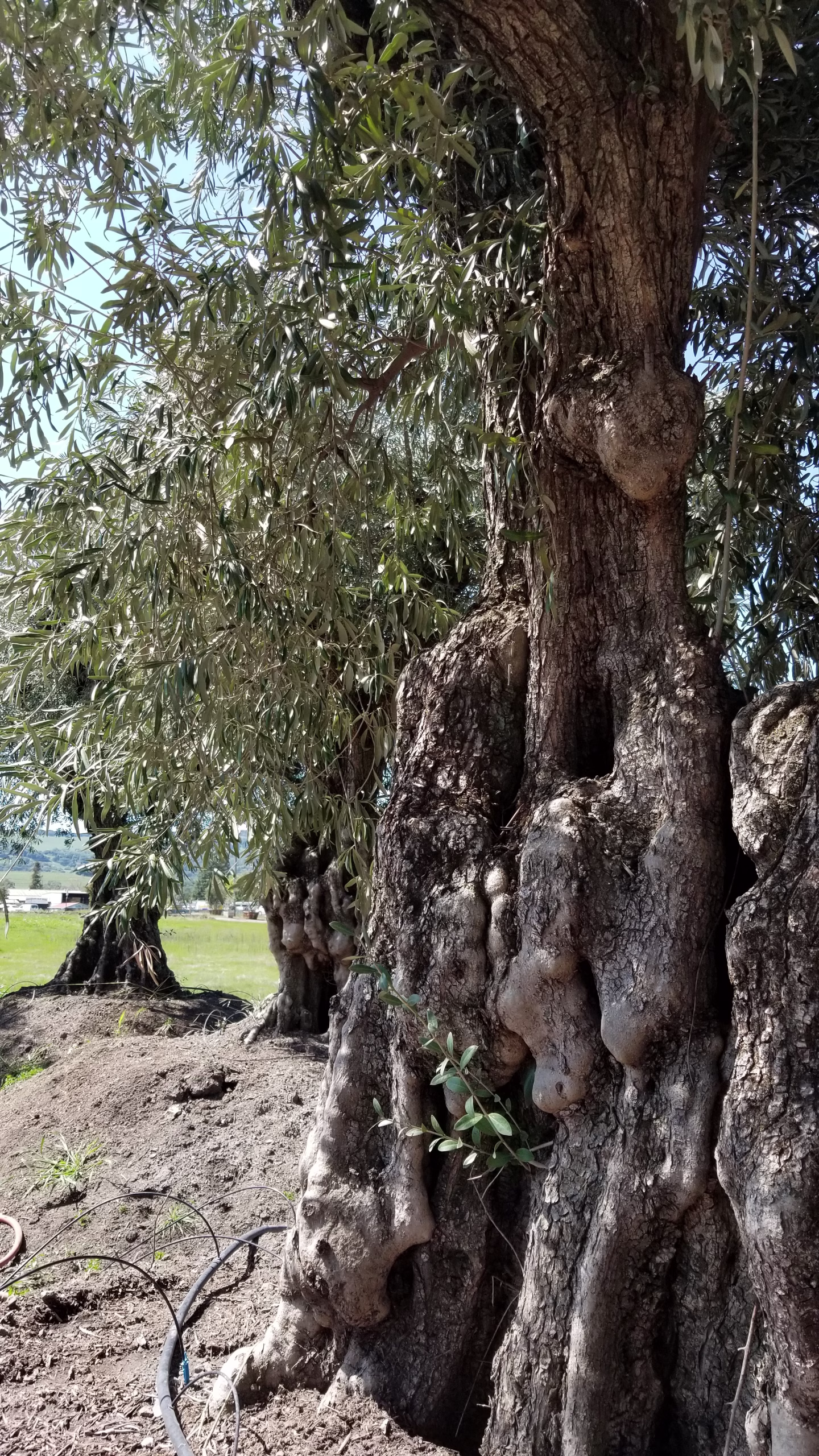 Ancient olive tree trunk