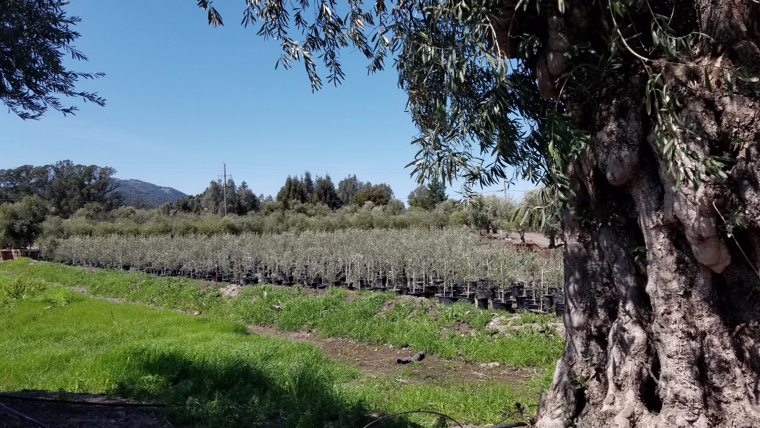 Olives Unlimited Nursery