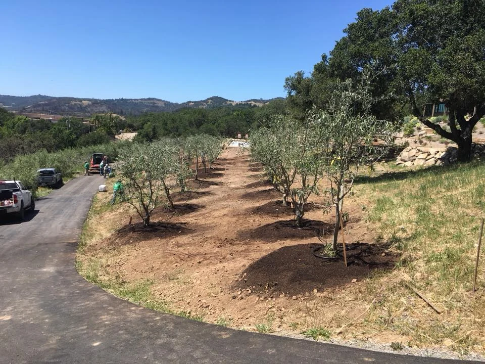 Newly planted olive orchard