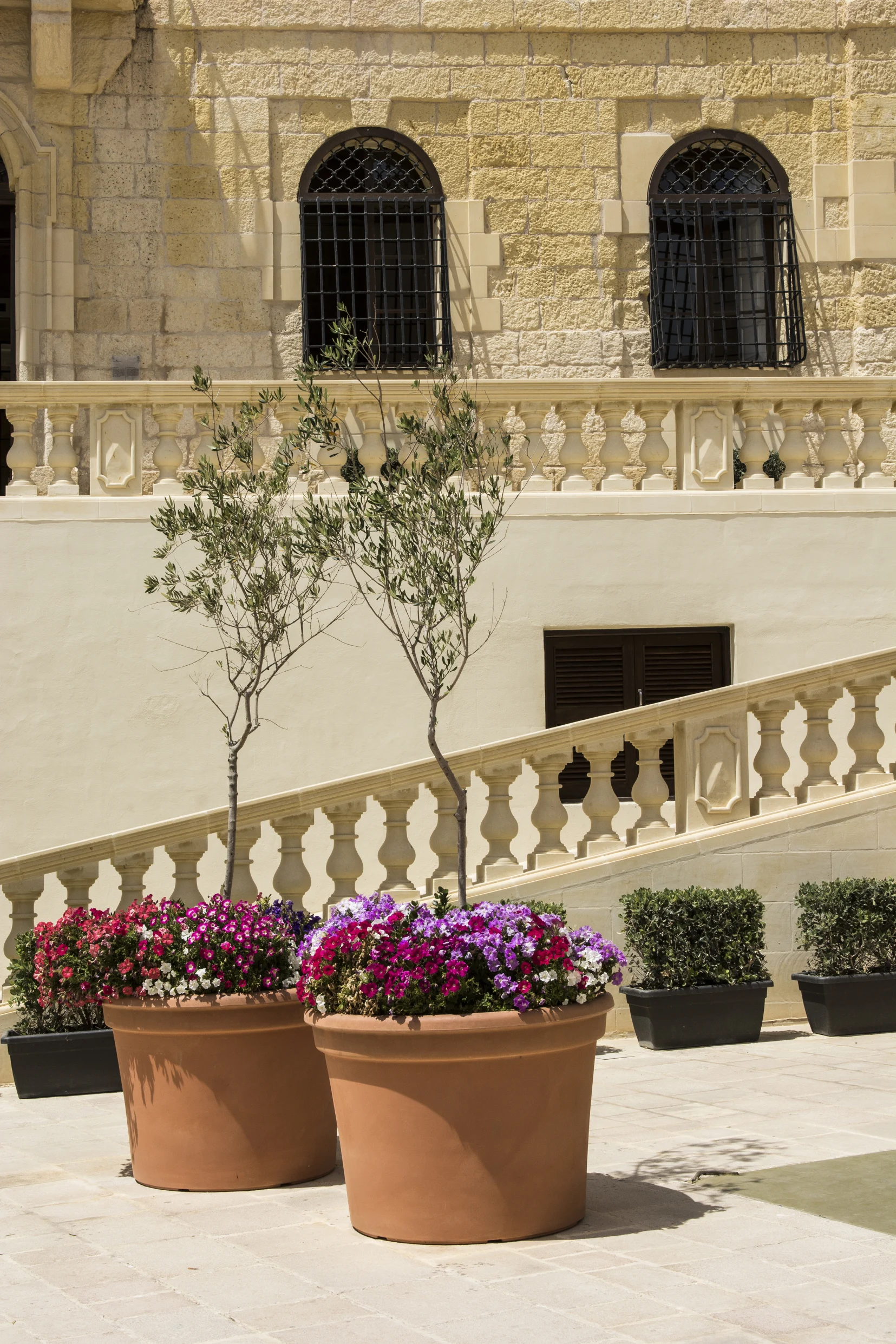 Olive Trees in Pots