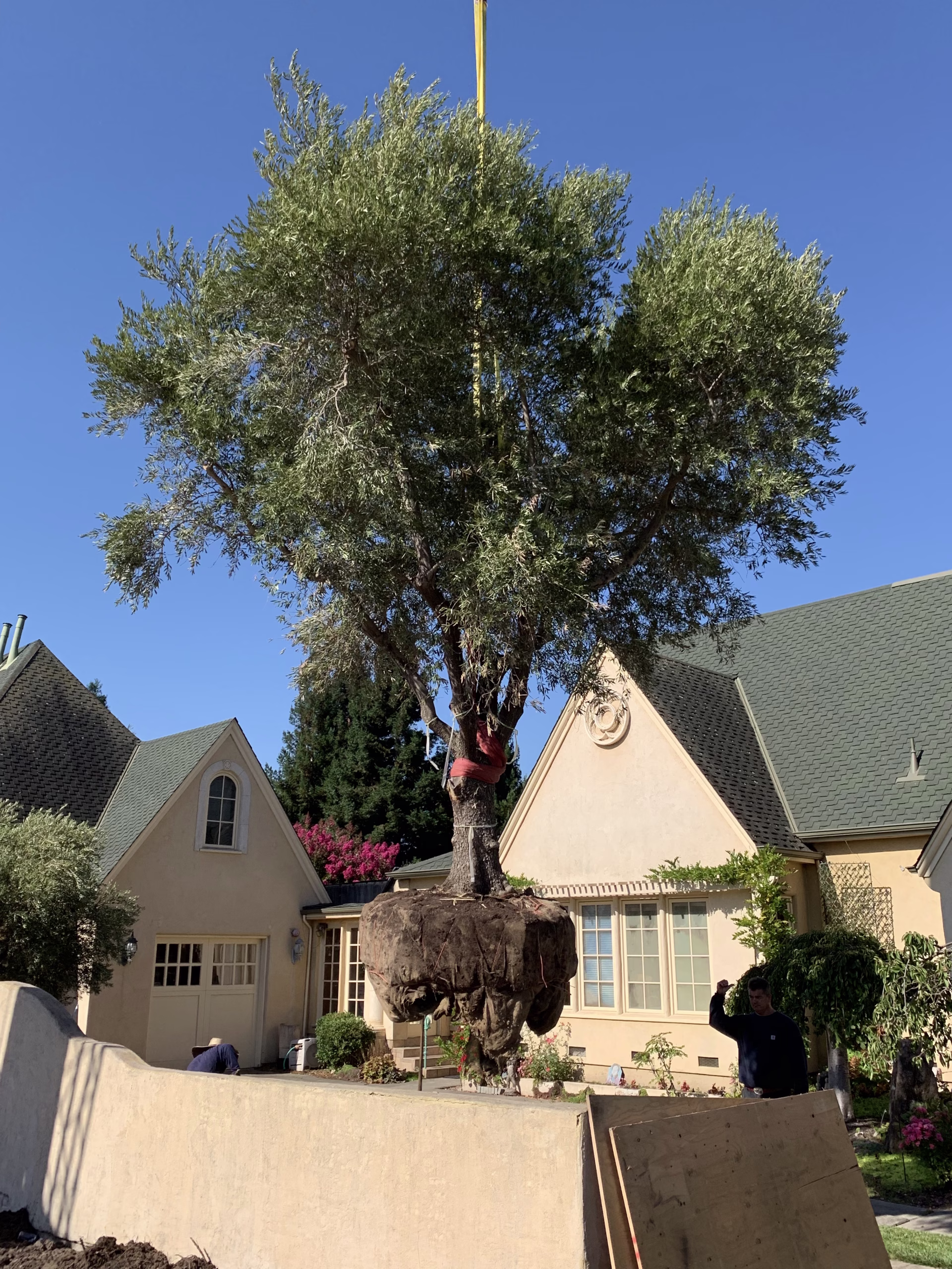 Installing olive centerpiece