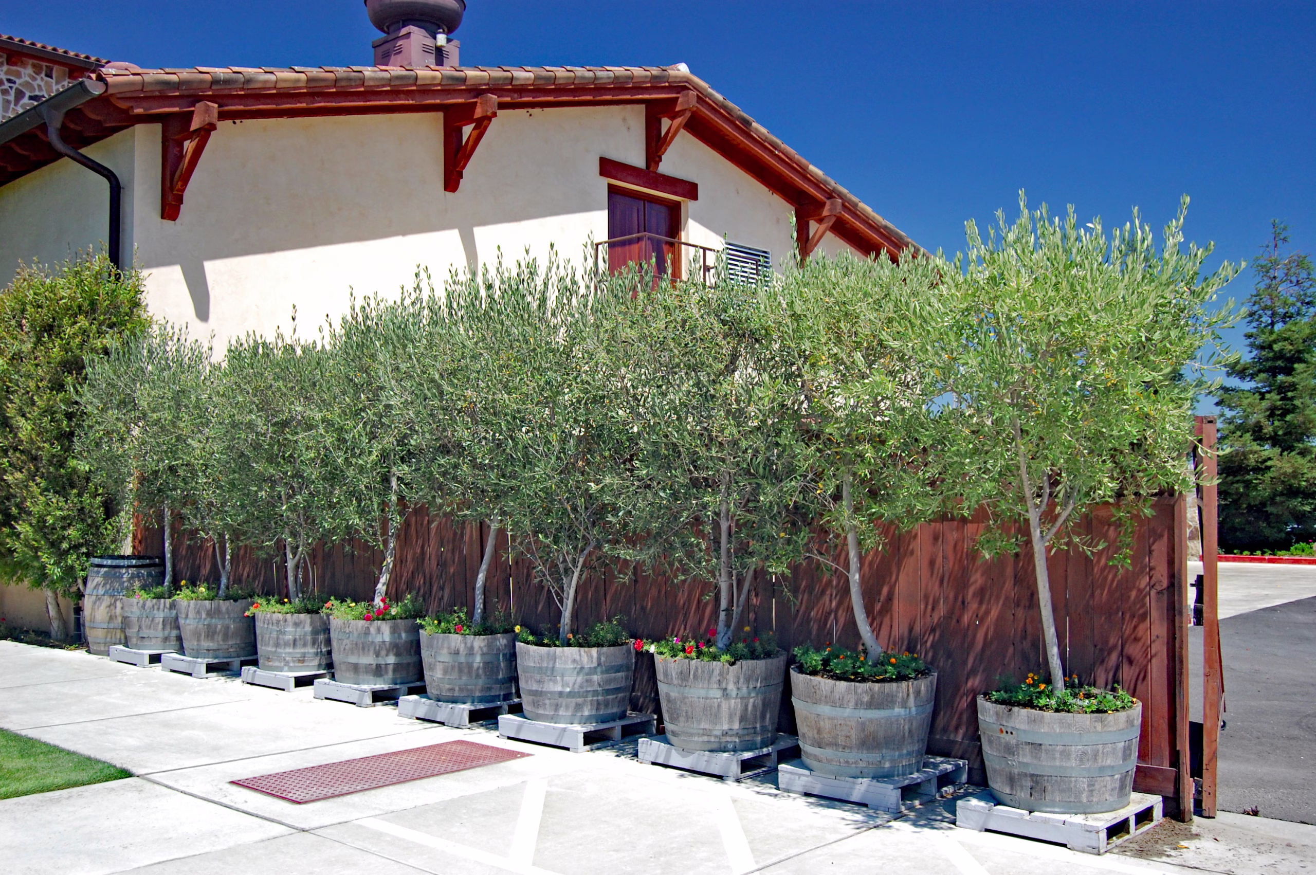 Row of Potted Olive Trees