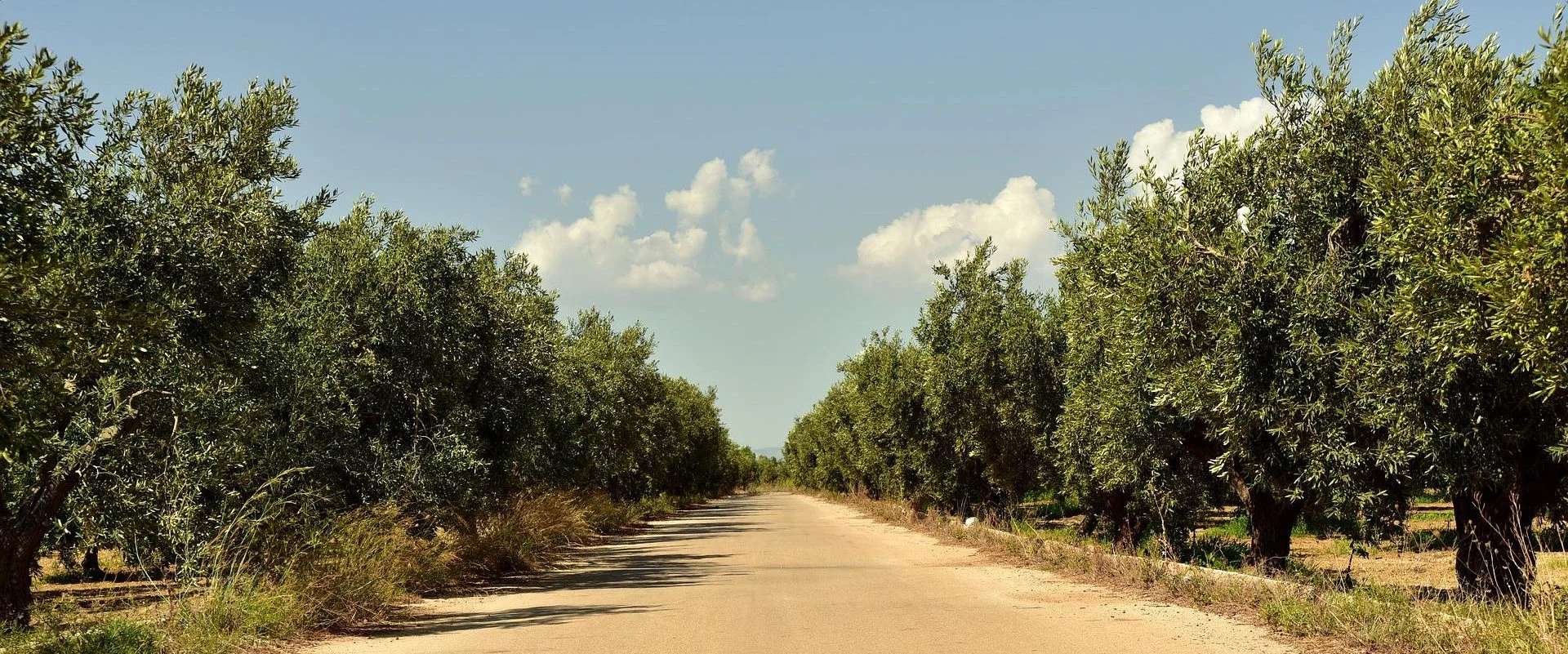 Avenue of olive trees