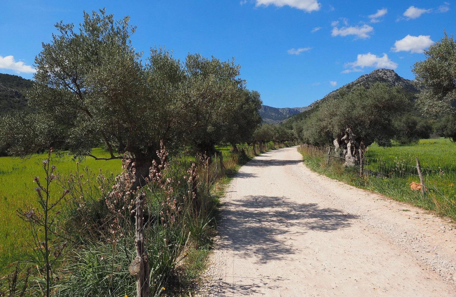 Olive trees line gravel road