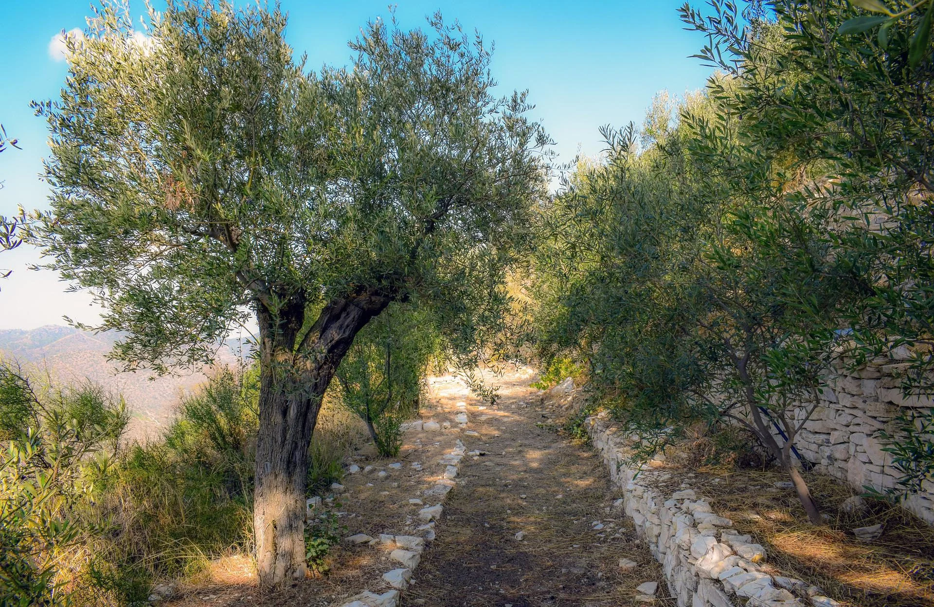 Line of olive trees