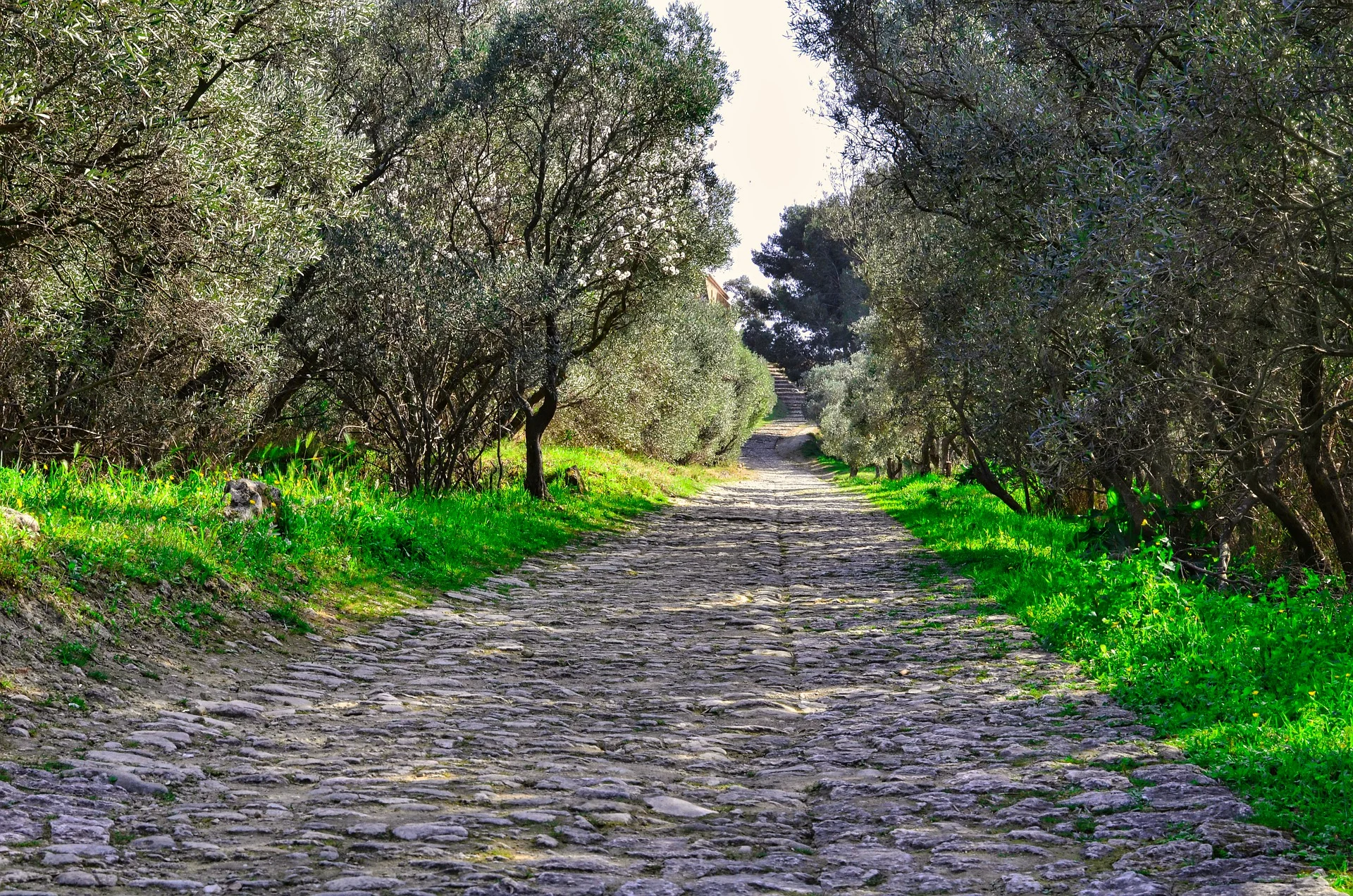 olive tree line on road